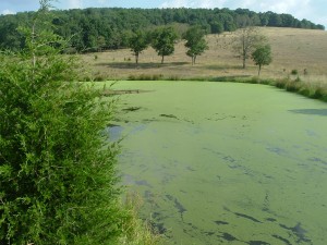 Duckweed covered pond without Clipper