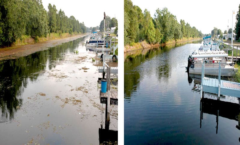 Canal infested with cabomba treated with Clipper herbicide before and after.