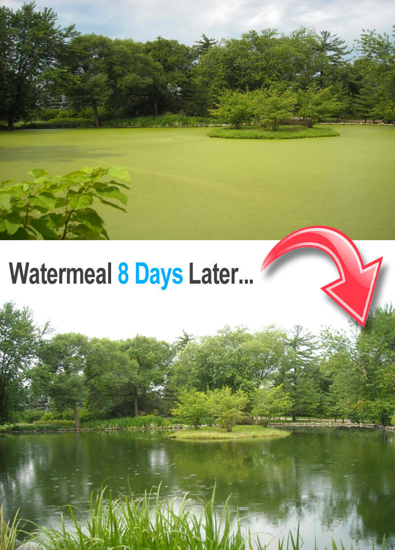Watermeal covered pond 100% cleared in only 8 days after Clipper Herbicide application.