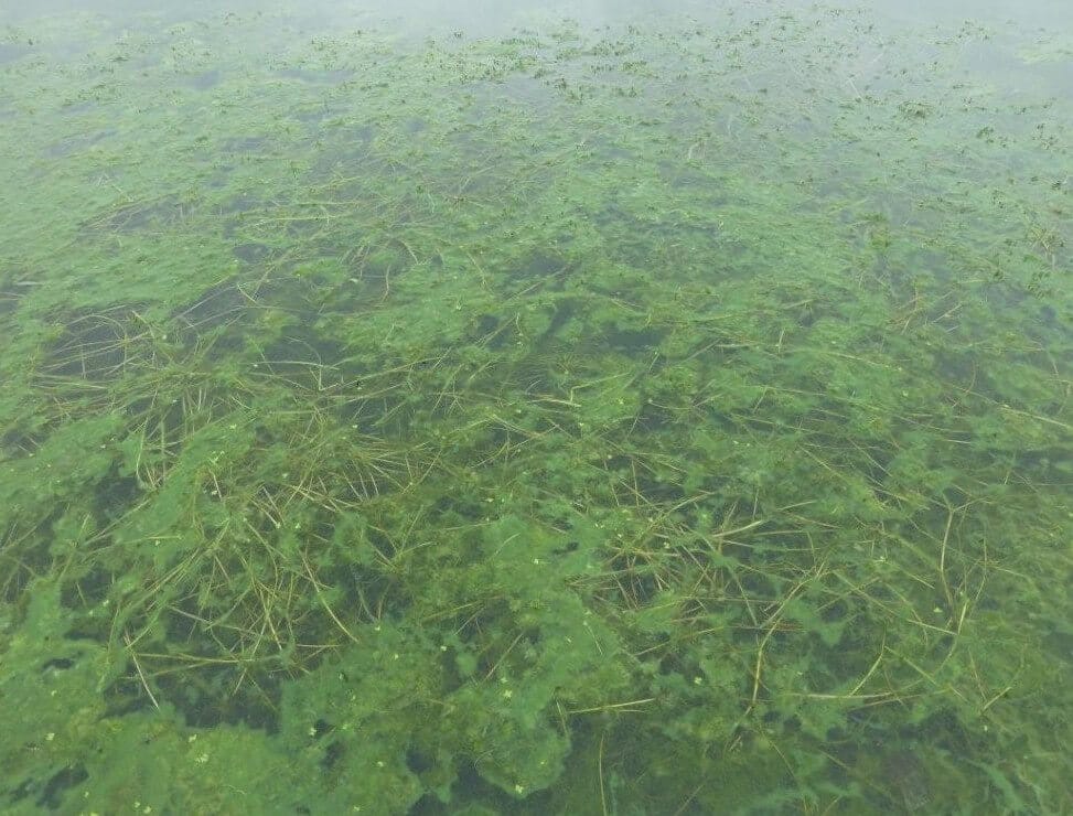 Green weeds and algae growing in a pond.
