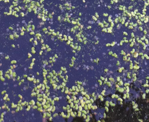 Close-up of duckweed flooating on pond
