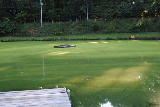 Pond covered with watermeal