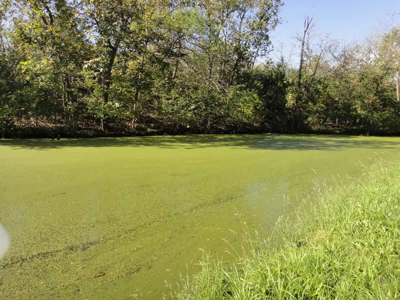 Pond covered with duckweed