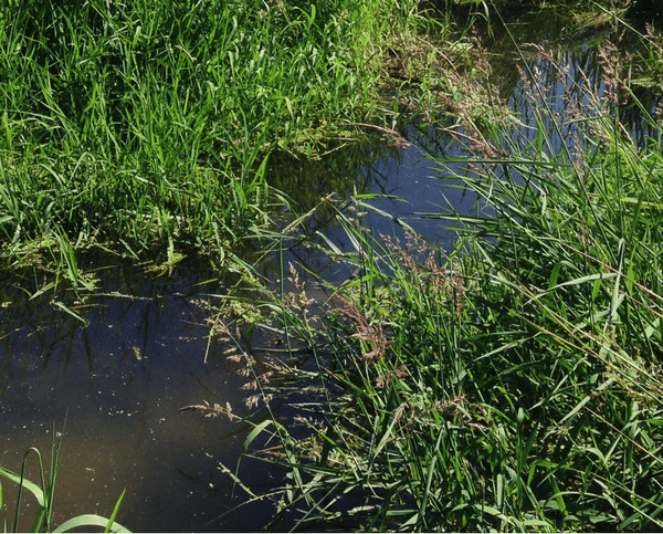 Clipper Herbicide contains 51% Flumioxazin